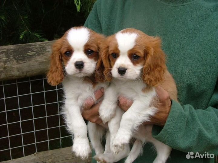 Кавалер кинг чарльз спаниель
