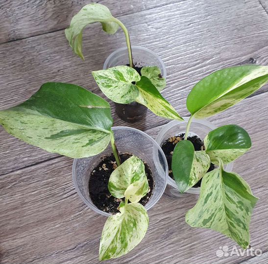 Эпипремнум марбл квин