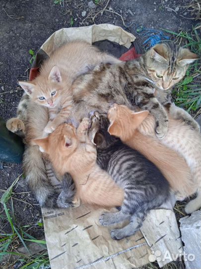 Котята в добрые руки