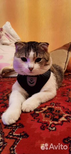 Шотландские кот отдам в добрые руки