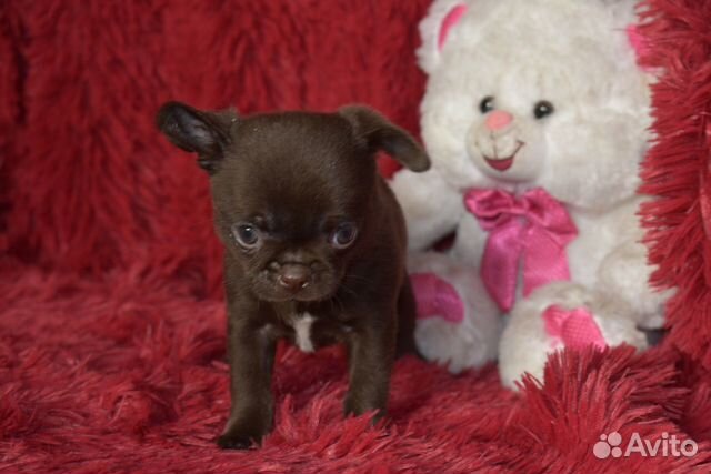 Чихуа - девица, красавица купить в Москве | Животные и зоотовары | Авито