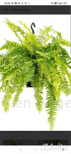 Тигр варигатная. Папоротник