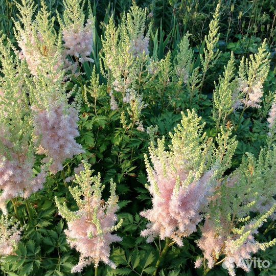 Многолетники садовые