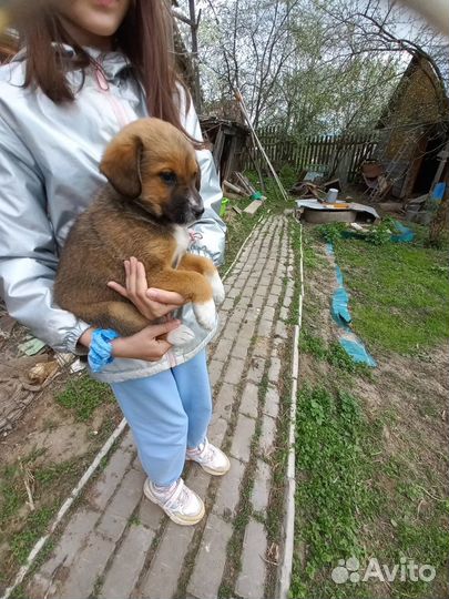 Щенок в добрые руки