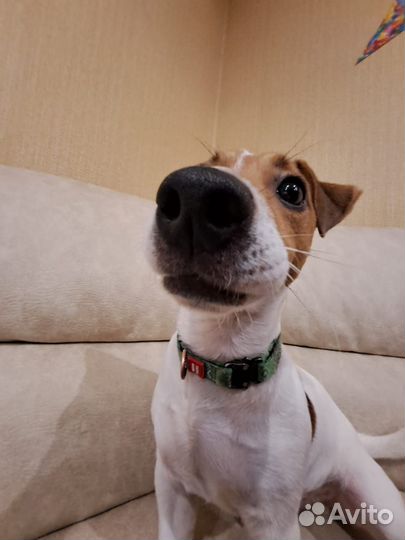 Вязка собак Джек Рассел