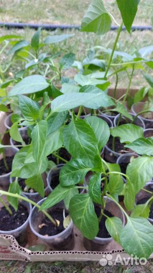 Рассада помидор, перца,баклажан