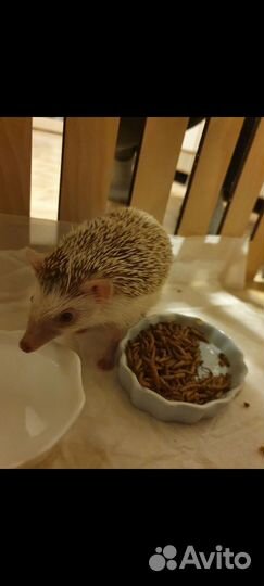 Африканский карликовый еж