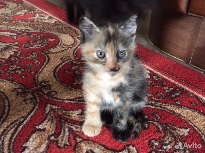 Котята