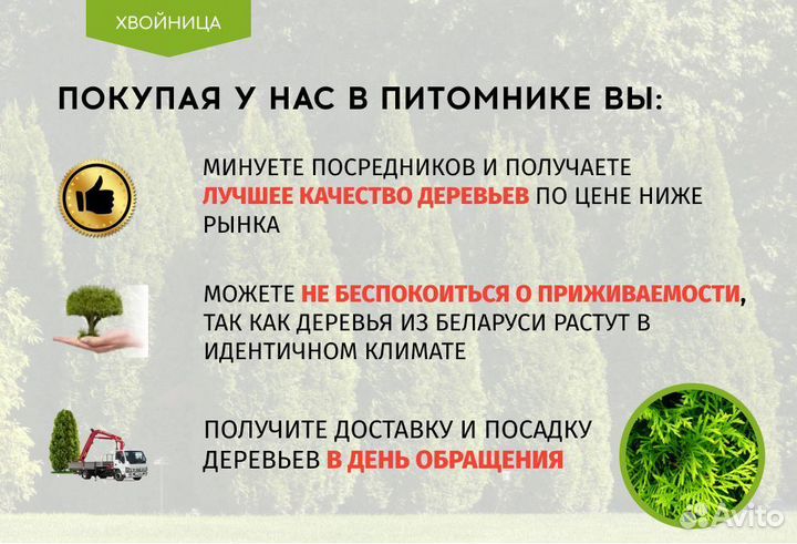 Туи Брабант Экстра качества