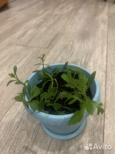 Комнатные цветы