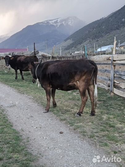 Коровы дойные