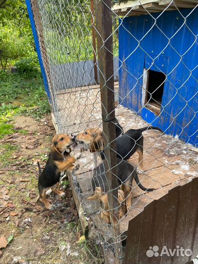 Щенки русской и эстонской гончей