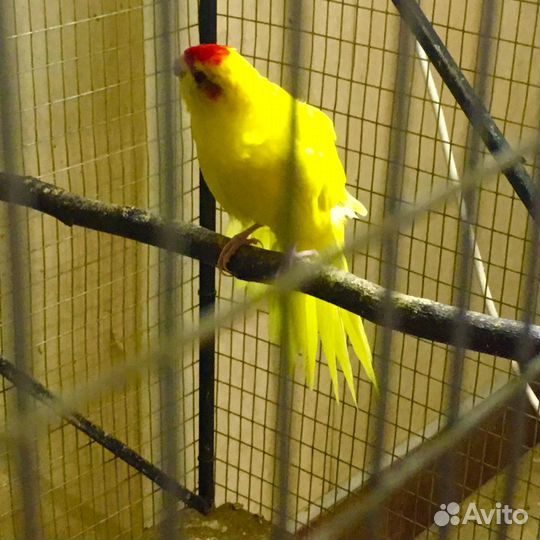 П О П У Г А И