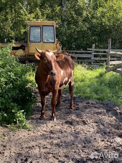 Корова телка нетель