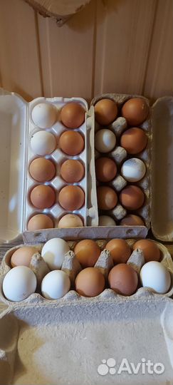 Домашние куриные яйца