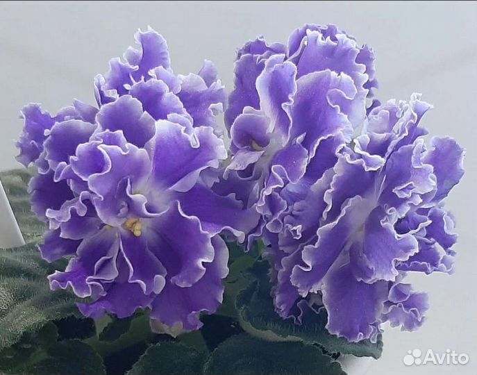 2.Сортовые фиалки