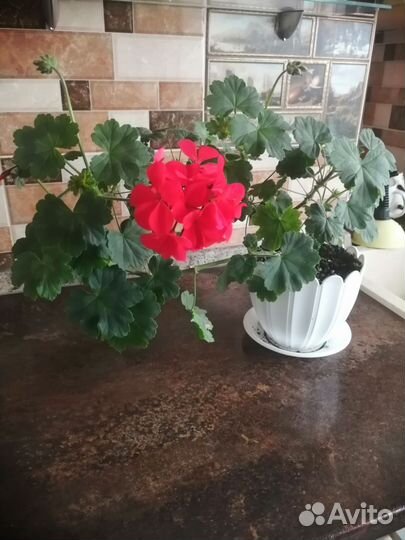 Пеларгония герань