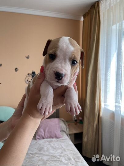 Щенки амстаффа