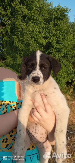 Щенуля в добрые руки