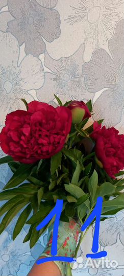 Пионы корни осенью