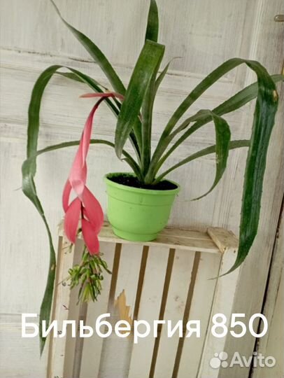 Комнатные цветы растение Бильбергия