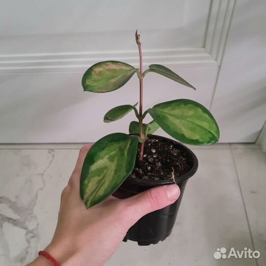 Хойя Аустралис Лиза