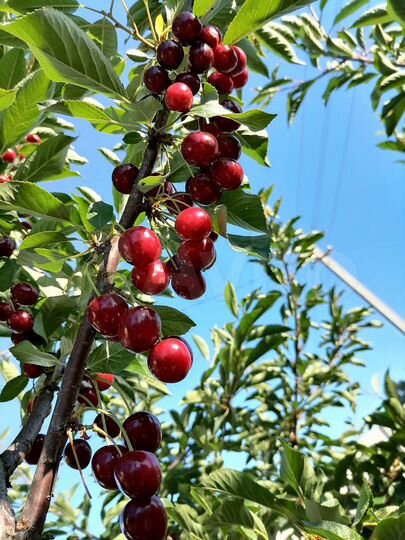 Коттедж 80 м² на участке 11 сот.