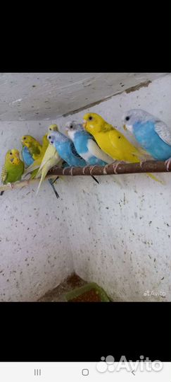 Волнистый попугай девочка