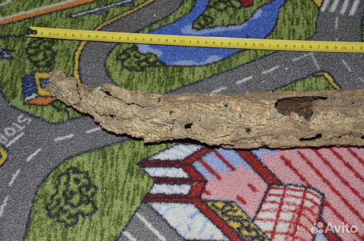 Пробковый дуб