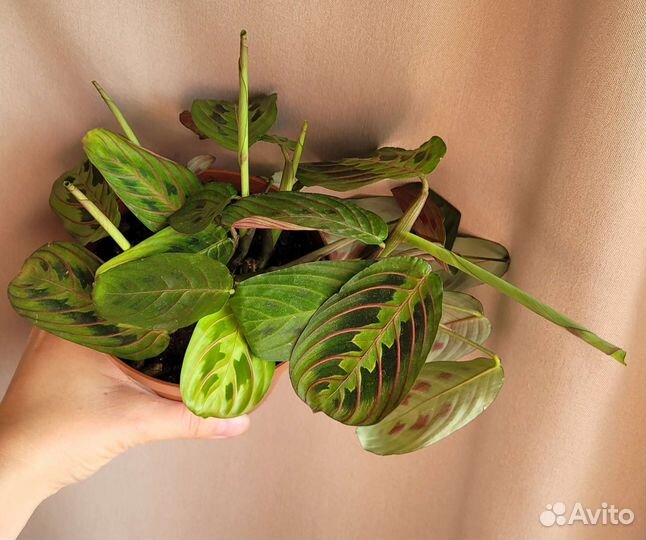 Маранта Триколор