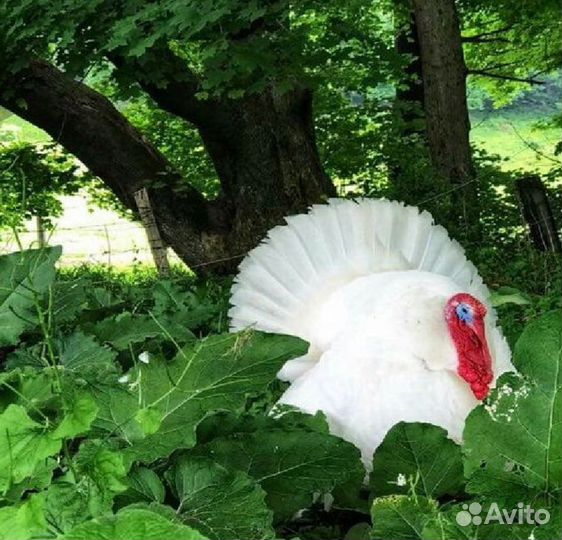 Индюшата Хайбрид Конвектор, Биг6, Бронза суточные