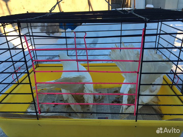 Продам статных голубей