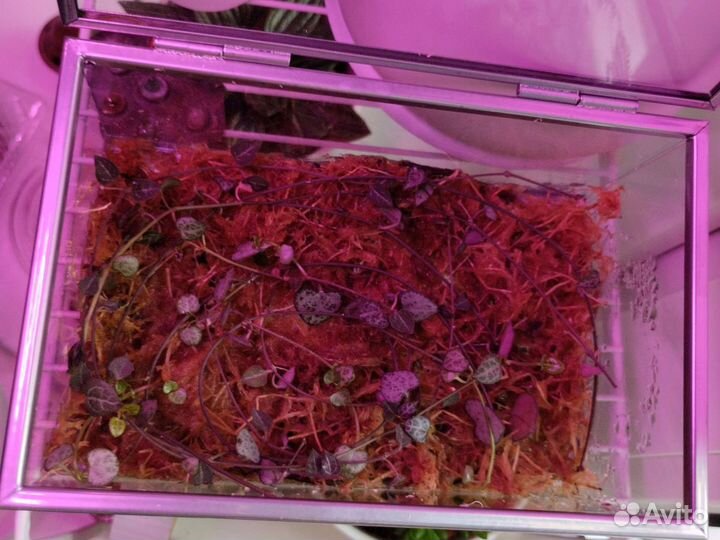 Церопегия,роули,кактус и много ещё