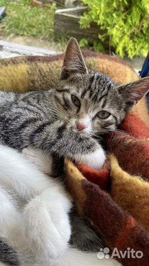 Отдам в хорошие руки котят Бесплатно