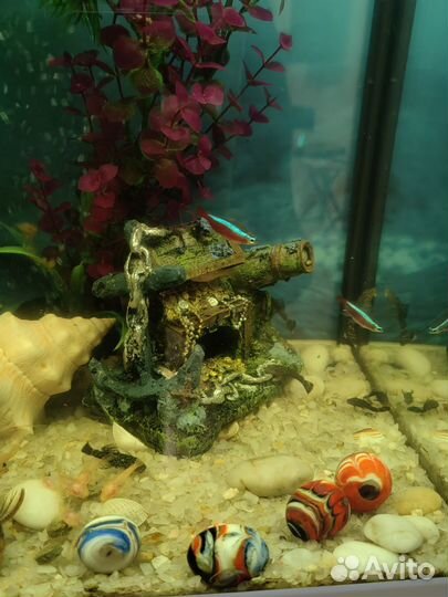 Сомики анцитрусы