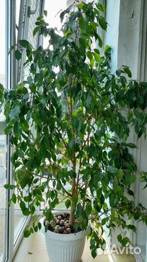 Фикус беджамина