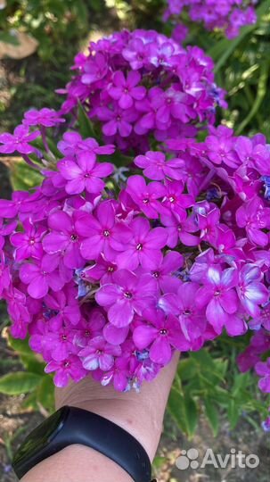 Флокс метельчатый