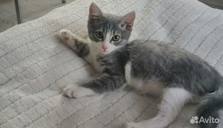 Кошка, девочка 4 месяца