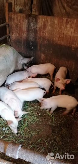 Поросята ландрас