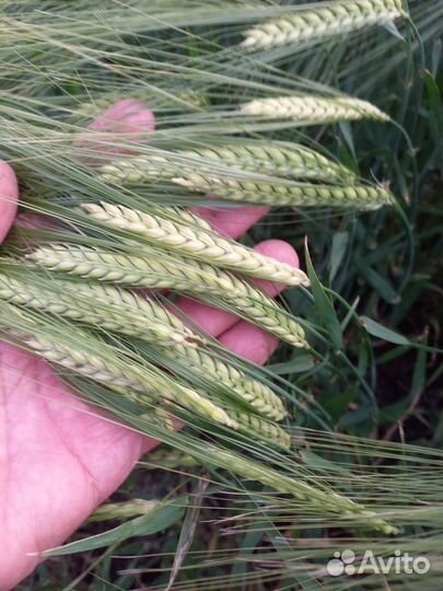 Ячмень сорт Винтмальт немецкая селекция