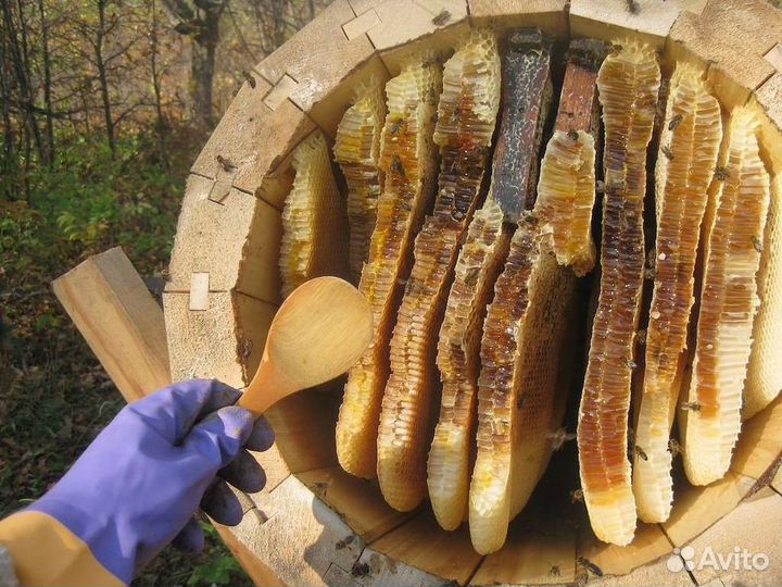 Колода для пчел