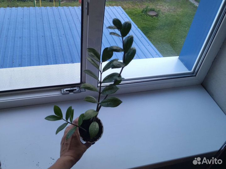 Замиокулькас