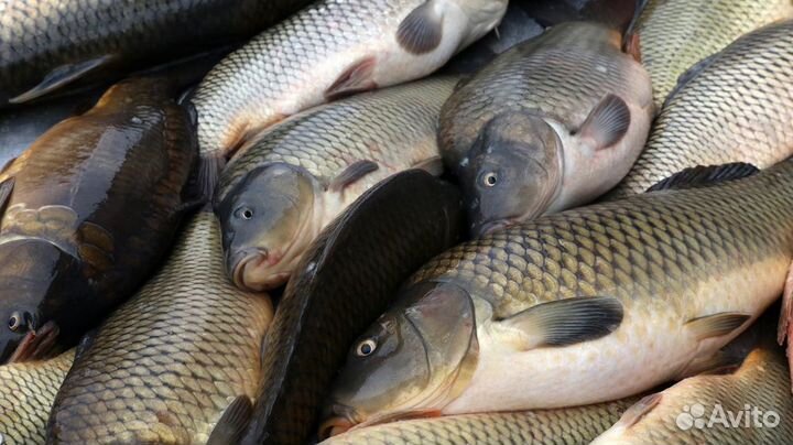 Рыба свежая
