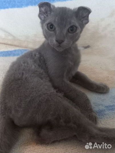 Котята сфинкс браш