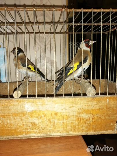 Русская Певчая Канарейка и Щегол домашний