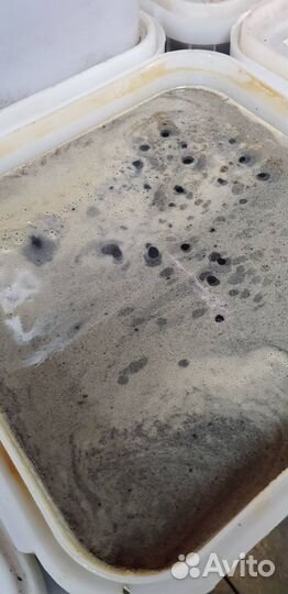 Мёд опт свежий