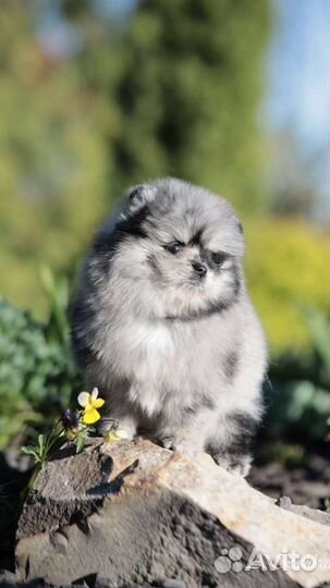 Померанский шпиц