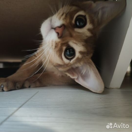 Абиссинская кошка
