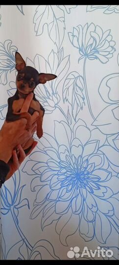 Супер Мини той-терьер