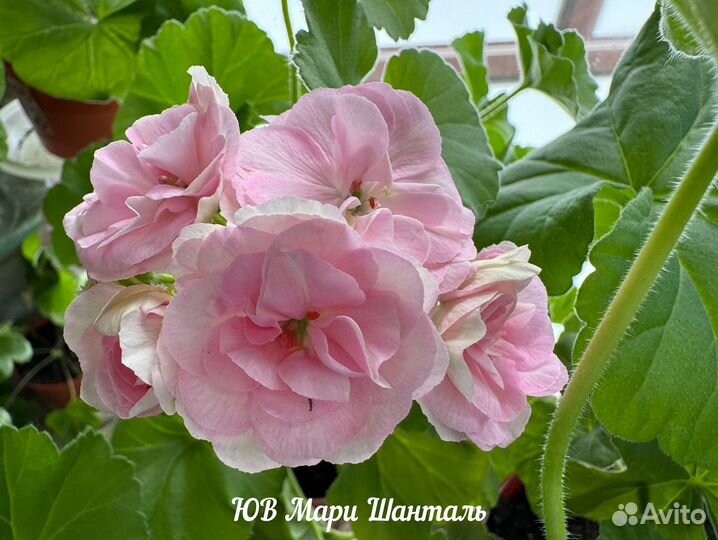 Пеларгонии сортовые